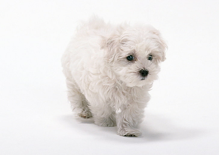 biały szczeniak maltański, pies, białe tło, biały, Tapety HD