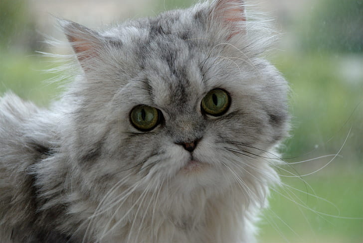 отблизо снимка на сива и бяла персийска котка, наблизо, снимка, сива, бяла, персийска котка, Nikon D80, Nikon D80, домашен любимец, домашни любимци, животно, котки, домашна котка, сладко, коте, бозайник, търси, котешки, домашен Животни, млади животни, козина, природа, HD тапет