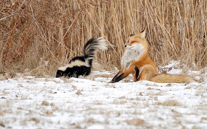 orange fox and black-and-white skunk, winter, snow, the situation, Fox, reed, skunk, HD wallpaper