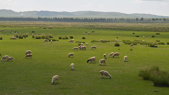 sheeps, nature, sheep, grassland, herb, mongolia, natural beauty, inner mongolia, grass, relax, eye protecting, green, amazing, countryside, animals, HD wallpaper HD wallpaper