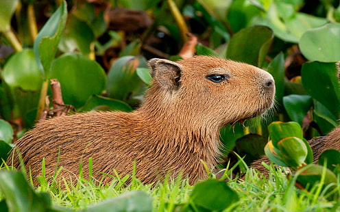 feuilles, nature, rongeur, Hydrochoerushydrochaeris, le capybara, Fond d'écran HD HD wallpaper