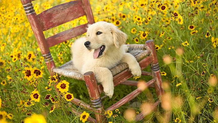Dog, Chair, Lying, Flowers, HD wallpaper