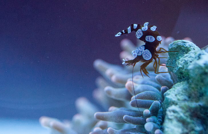 criatura do mar marrom e azul em coral branco, 