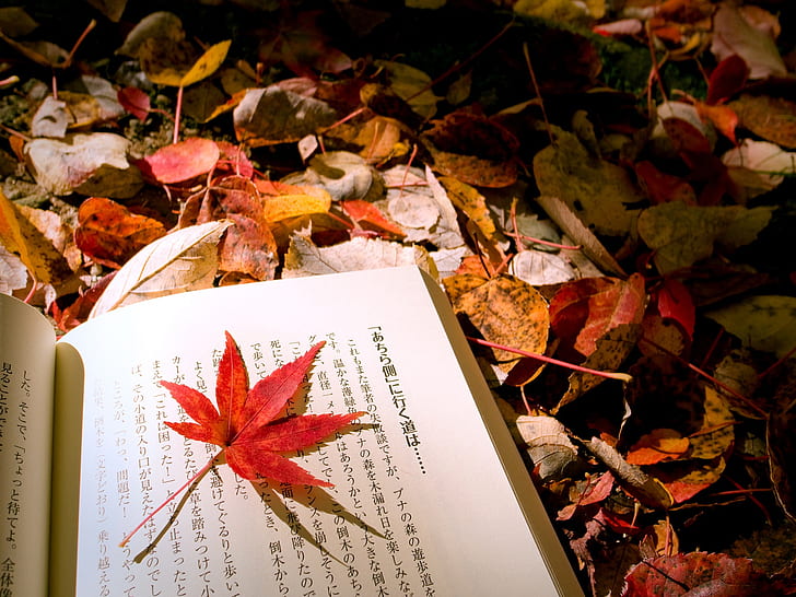 Autumn meninggalkan buku Jepang, buku teks Jepang, Autumn, Leaves, Japanese, Book, Wallpaper HD