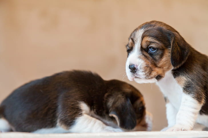 ลูกสุนัขไตรรงค์เคลือบสีสั้นสองตัวสั้นเคลือบไตรรงค์ลูกสุนัข Canon EOS 5D Mark II บีเกิ้ลสุนัขลูกสุนัขกามีนพฤษภาคม 2015 ฤดูใบไม้ผลิสัตว์เลี้ยงสัตว์น่ารักเลี้ยงลูกด้วยนมขนาดเล็กสัตว์เล็กสุนัขพันธุ์แท้ สัตว์เลี้ยง, สีน้ำตาล, สุนัข, มอง, มิตรภาพ, วอลล์เปเปอร์ HD