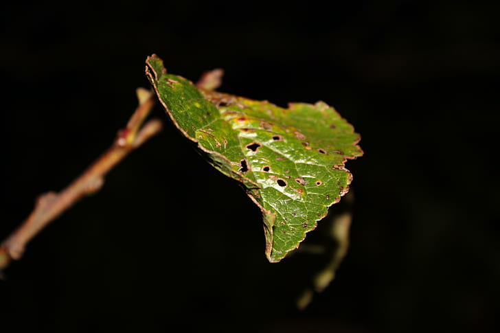 Single Leaf in the dark, leaf, photography, night, nature, green-leaf, HD wallpaper