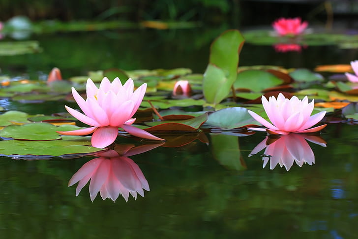 pond, background, water lilies, water Lily, HD wallpaper