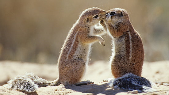 brązowe wiewiórki, wiewiórki, Tapety HD HD wallpaper