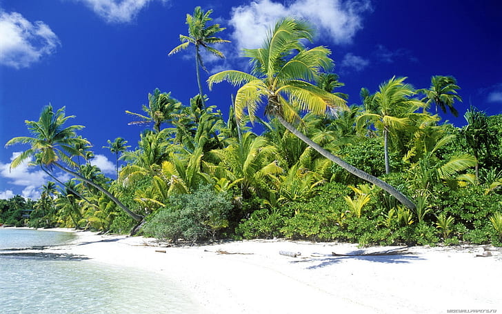 Laut pantai palem, pantai tropis di hari yang cerah, Palm, Pantai, Laut, Wallpaper HD