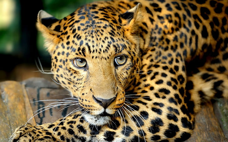 Лежащ леопард, леопардова снимка, леопард, животно, HD тапет