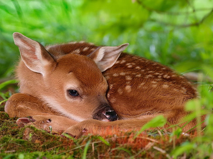 brown deer on grass, deer, baby, rest, sleep, HD wallpaper