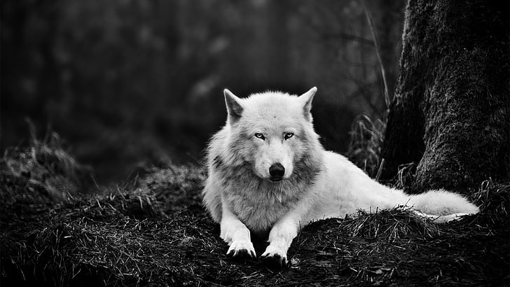 Graustufenfoto des Wolfs sitzend auf dem Boden, Natur, Wolf, Monochrom, Tiere, HD-Hintergrundbild