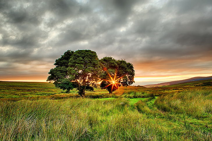 Irlanda Estate, Irlanda, estate, campo, alberi, due, sole, raggi, tramonto, Sfondo HD