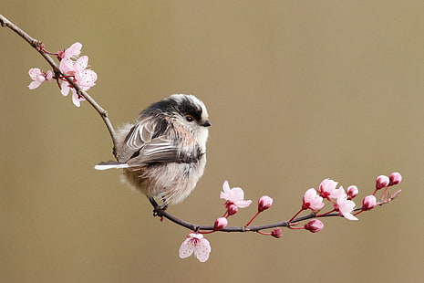 uccello bianco e nero, fiori, ciliegia, uccello, ramo, primavera, tit dalla coda lunga, Sfondo HD HD wallpaper