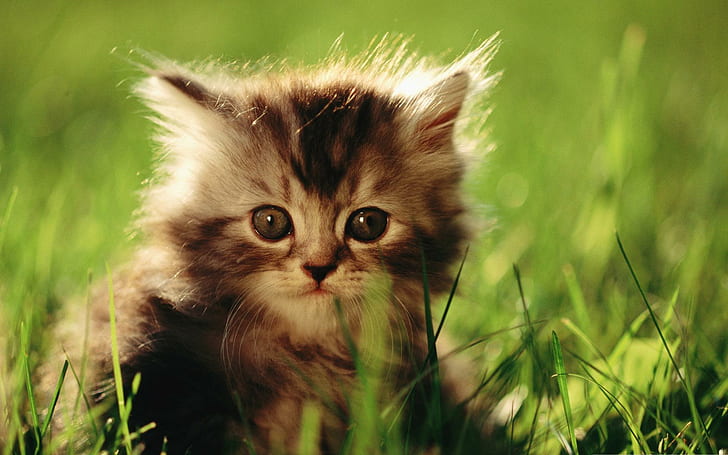 Little Kitten, cats, little, kitten, nature, grass, green, beautiful, cute, animals, kitty, sweet, adorable, HD wallpaper