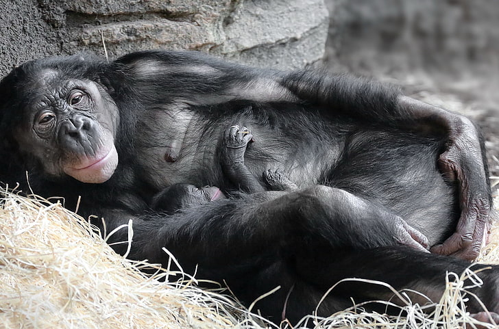 類人猿、動物の赤ちゃん、母親、寝ている、哺乳類、 HDデスクトップの壁紙