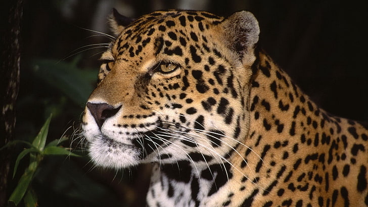 leopardo adulto, onça-pintada, rosto, predador, olhos, HD papel de parede