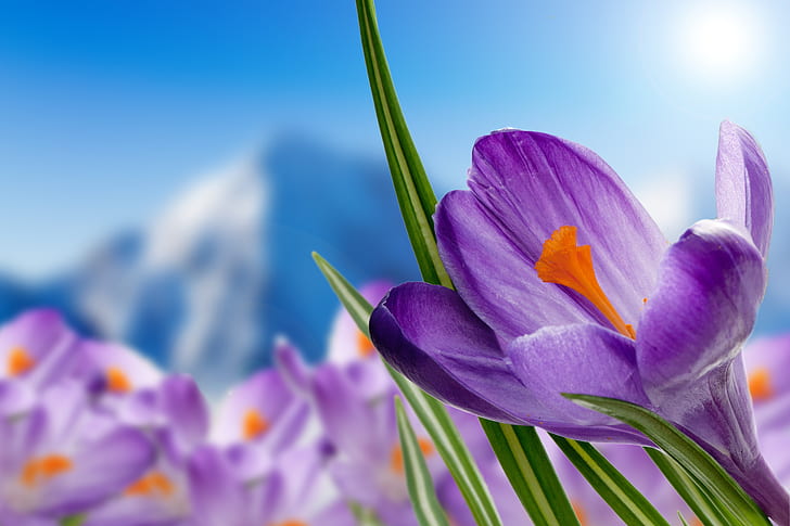Frühling, 4 K, lila Blüten, lila Krokusse, HD-Hintergrundbild