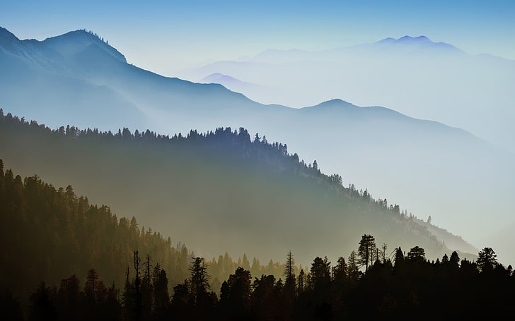 grüne Kiefern, OS X, Mac OS X, Berge, Wald, Nebel, HD-Hintergrundbild