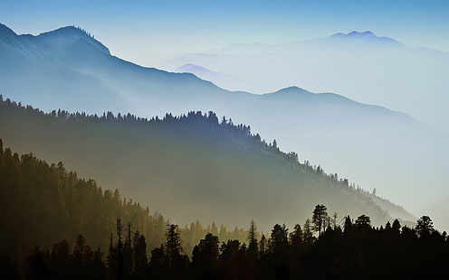 зелени борови дървета, OS X, Mac OS X, планини, гора, мъгла, HD тапет HD wallpaper