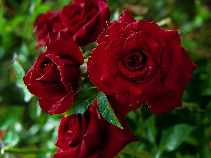 Black Magic Rose ดอกไม้ฤดูร้อนกุหลาบธรรมชาติและภูมิทัศน์, วอลล์เปเปอร์ HD