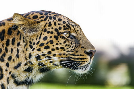 leopard på närbildsfotografering, leopard, profil, leopard, närbildsfotografering, porträtt, ansikte, manlig, söt, vildkatt, kattdjur, tonis, zoo, rothenburg, luzern, lucerne, schweiz, nikon d4, djur, djurliv, obestämd katt, natur , stor katt, djur i naturen, däggdjur, rovdjur, safari Djur, HD tapet HD wallpaper