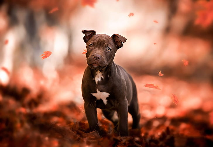 Bull terrier HD fondos de pantalla descarga gratuita | Wallpaperbetter