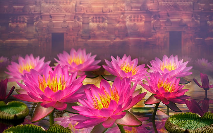 3D 꽃, 분홍색 수련, 3D, 꽃, 분홍색, 물, 백합, HD 배경 화면