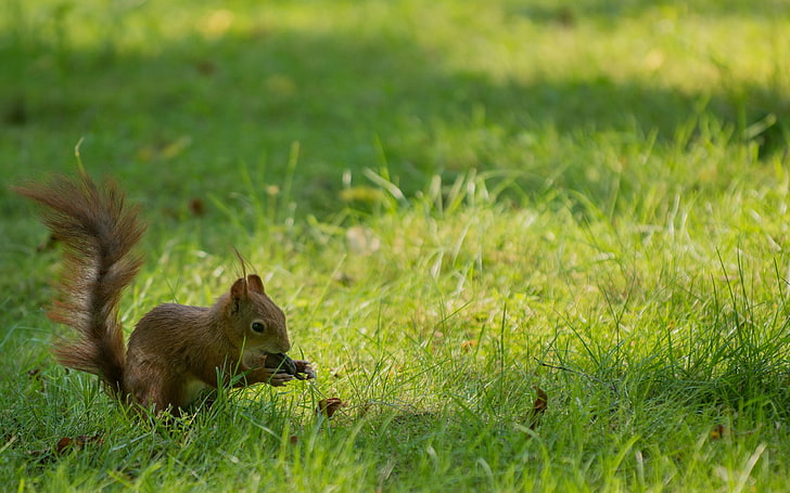 brown squirrel, squirrel, grass, playful, tail, HD wallpaper