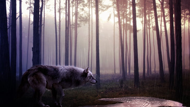 الذئب البري ، الذئب البري، خلفية HD