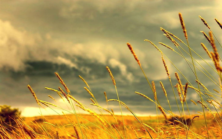Wheat Stalks Under Stormy Skies, grass field, wheat, storm, stalks, clouds, nature and landscapes, HD wallpaper