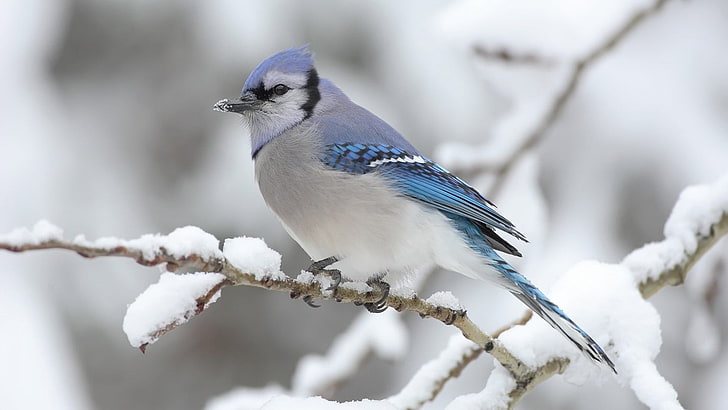 青と灰色の鳥、自然、鳥、雪、冬、動物、 HDデスクトップの壁紙