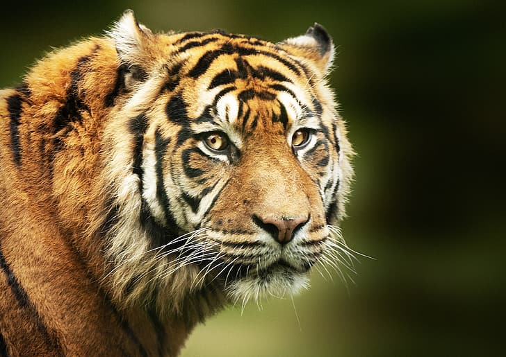 look, face, tiger, background, portrait, predator, wild cat, HD wallpaper
