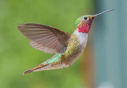 Hummingbird hijau dan putih, bulu-bulu perak, burung kolibri, bulu-bulu perak, Bulu-bulu hummingbird hijau dan putih, burung dalam penerbangan, musim panas, gunung, margasatwa, alam, kegembiraan, burung kolibri, burung, hewan, warnawarni, melayang, paruh, kandang burung, bulu, terbang, Mengamati burung, Wallpaper HD HD wallpaper