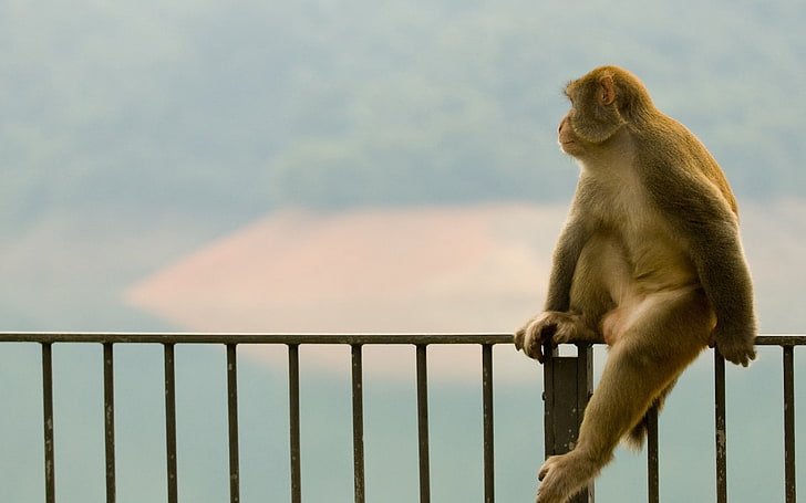 gray monkey on gray metal fence, monkey, profile, baby, HD wallpaper