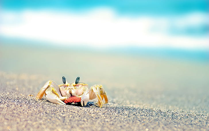 Crab Macro Blur Beach HD, yellow crab, animals, macro, beach, blur, crab, HD wallpaper