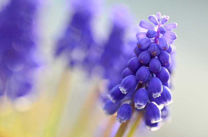 Blue Muscari flowers, Muscari, blue, flowers, Macro, motion blur, HD wallpaper