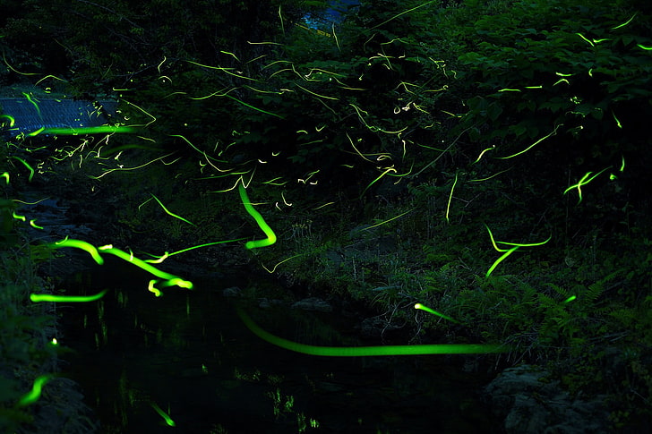 green artificial turf, fireflies, forest, nature, green, light trails, dark, HD wallpaper