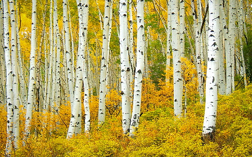 Aspen American Aspens Populus Tremuloide Shumen Tree Leaves with Golden Yellow Splendid Colorado United States Desktop Hd Wallpaper for Pc Tablet and Mobile 3840 × 2400, HD тапет HD wallpaper