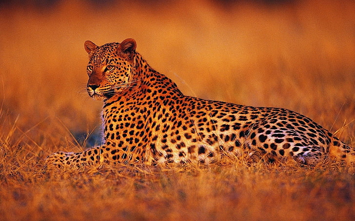adult cheetah, sunset, stay, Leopard, the evening, Savannah, Africa, HD wallpaper