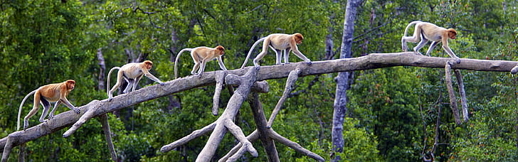 Proboscis Monkeys, Sabah, Borneo, Malaysia, Proboscis, Monkeys, Sabah, Borneo, Malaysia, HD wallpaper