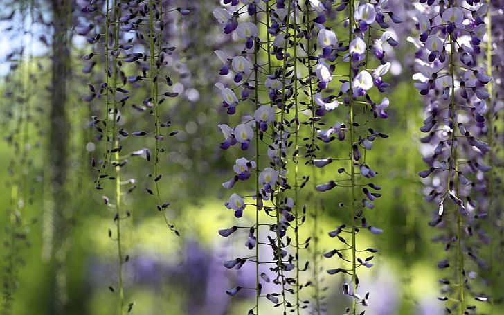 бело-фиолетовые орхидеи, природа, цветы, фиолетовые цветы, глициния, глубина резкости, растения, HD обои