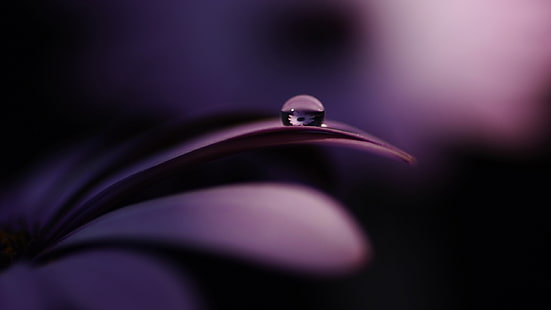 morning dew, macro, flowers, nature, purple flowers, water drops, reflection, HD wallpaper HD wallpaper