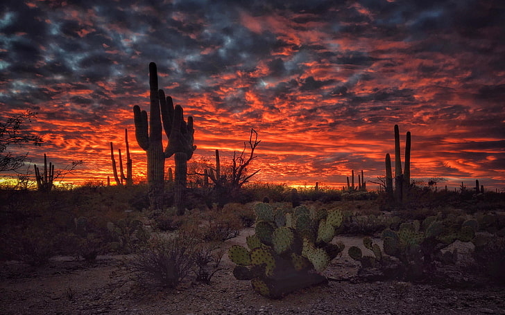 Tucson Arizona Sunset Flaming Sky Desert Landscape With Cactus Desktop Hd Wallpapers за мобилни телефони и компютър 3840 × 2400, HD тапет
