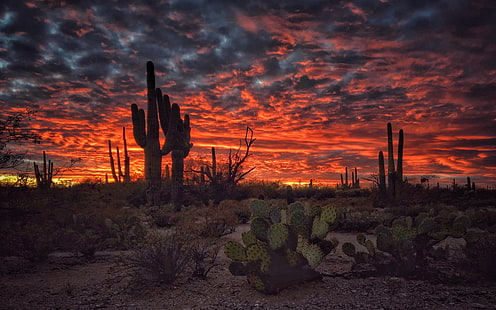 توكسون أريزونا غروب الشمس المشتعلة الصحراء المشهد مع الصبار سطح المكتب خلفيات عالية الدقة للهواتف المحمولة والكمبيوتر 3840 × 2400، خلفية HD HD wallpaper