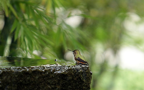 Grüner Vogel, Pflanzen, Tiere, Makro, Vögel, Kolibris, Wasser, HD-Hintergrundbild HD wallpaper