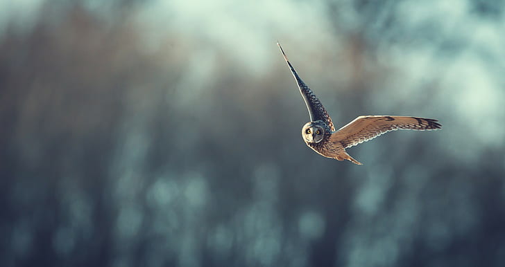Owl, flight, bokeh, bokeh, owl, flight, HD wallpaper