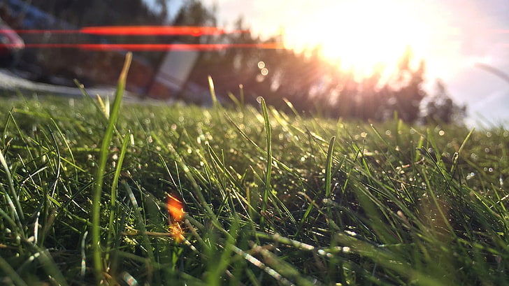 grass, nature, macro, lens flare, sunlight, HD wallpaper