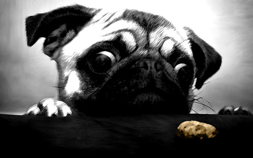 fawn pug cinese, carlino, biscotti, animali, cane, arte digitale, Sfondo HD HD wallpaper