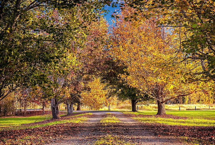 natur, fall, löv, träd, HD tapet